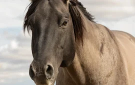 Fugge dal pascolo e viene investito da un’auto a Ghilarza: cavallo travolto e ucciso sulla provinciale