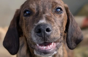 cucciolo in adozione