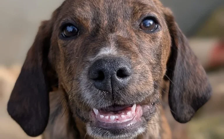 cucciolo in adozione