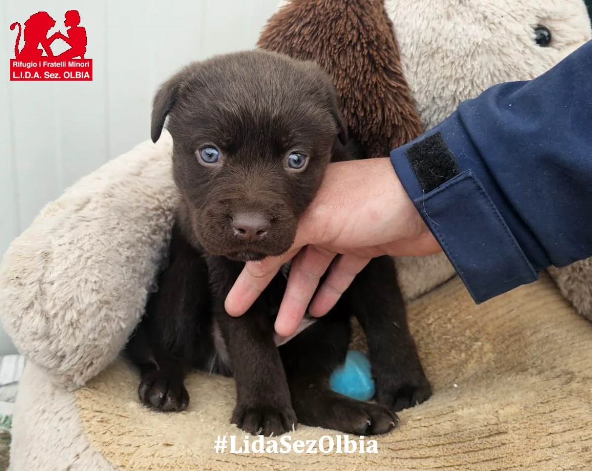 cucciolo in cerca di casa