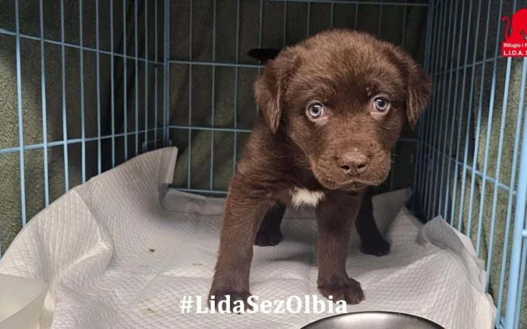 cucciolo in cerca di casa