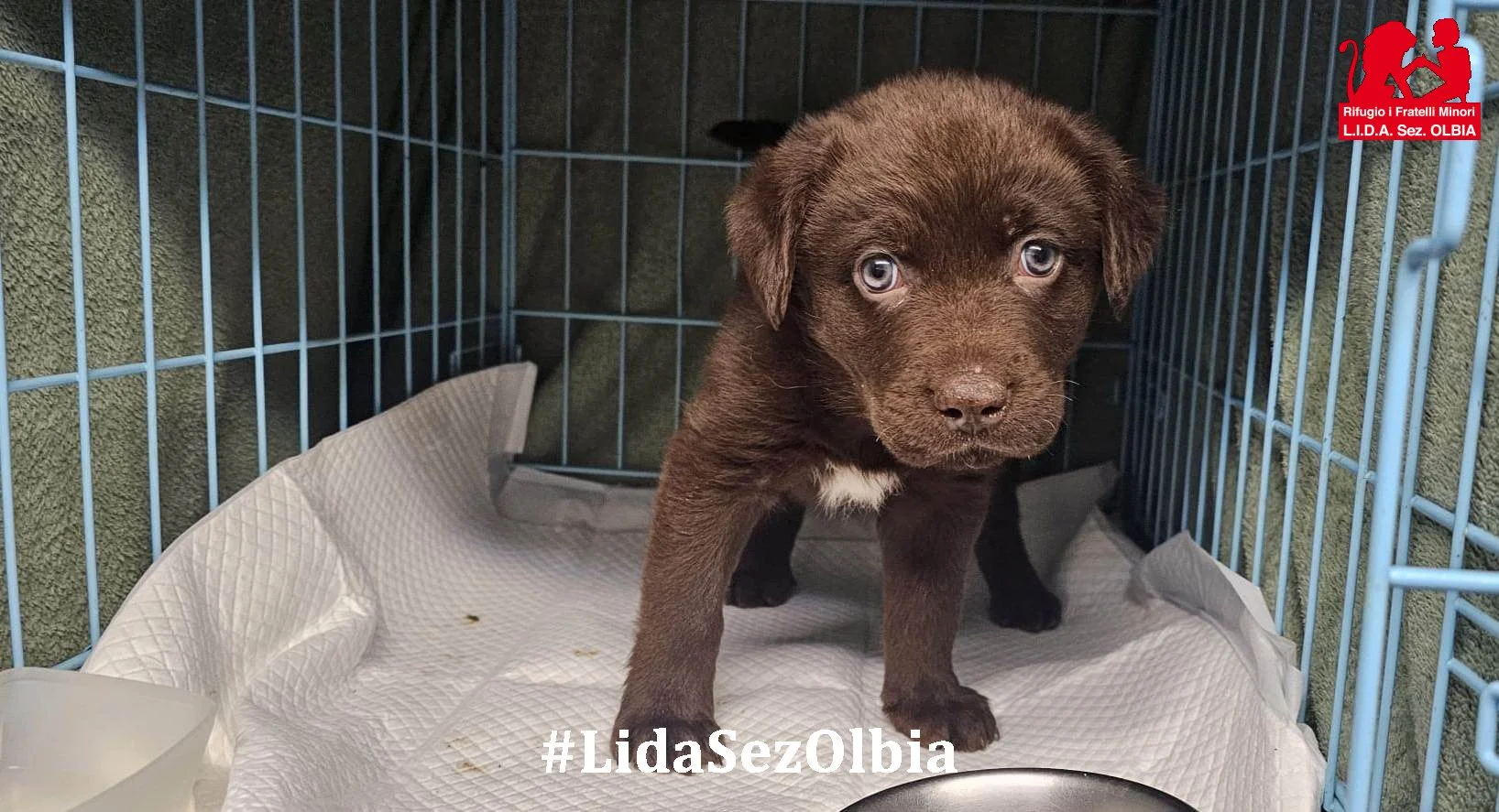 cucciolo in cerca di casa