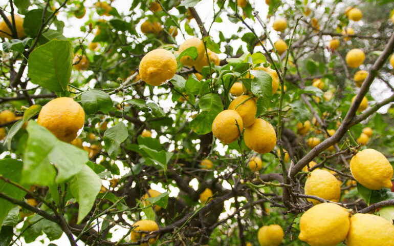 limoni immagine simbolica
