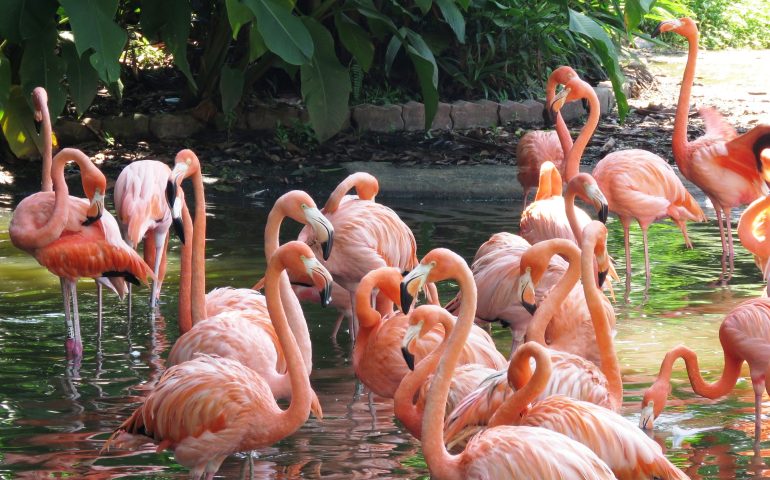 Lo sapevate? Nel cuore di Milano abitano i fenicotteri rosa. Scoprite dove