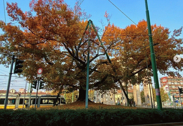 Lo sapevate? L’albero più antico di Milano è la Quercia Rossa di piazza XXIV Maggio