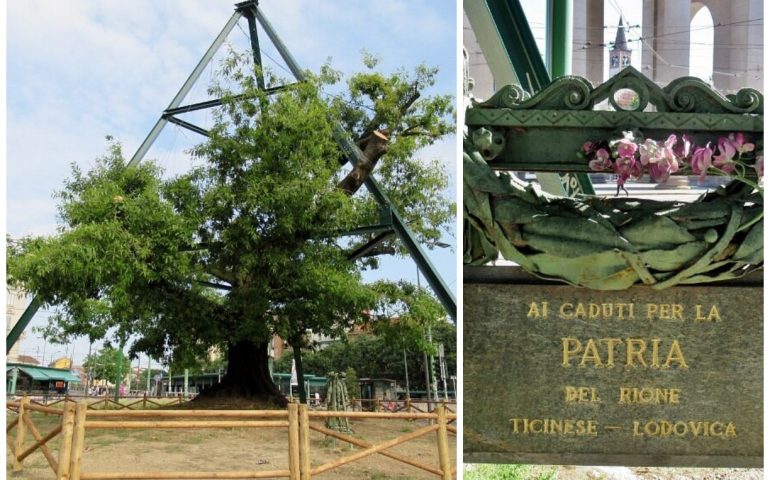 Lo sapevate? La Quercia Rossa di piazza XXIV Maggio è dedicata ai caduti della Prima Guerra Mondiale