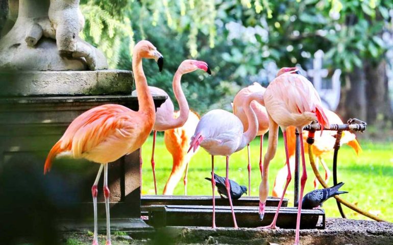 Lo sapevate? Perché nel cuore di Milano abitano dei fenicotteri rosa?