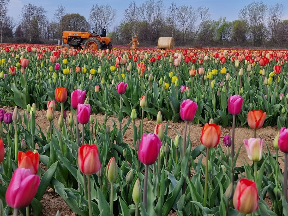 È primavera: un milione di tulipani alle porte di Milano