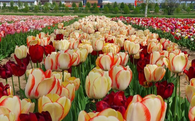 È primavera: un milione di tulipani alle porte di Milano