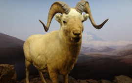 Museo di Storia Naturale di Milano: un percorso lungo quasi 200 anni