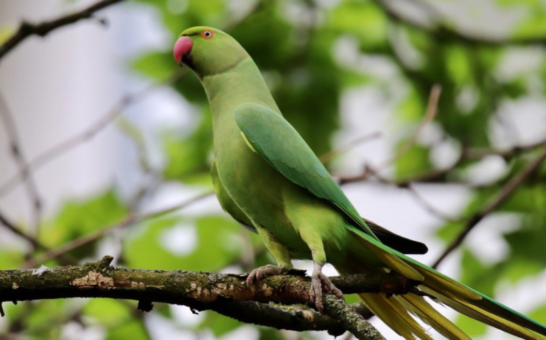 Milano è piena di pappagalli verdi: perché?