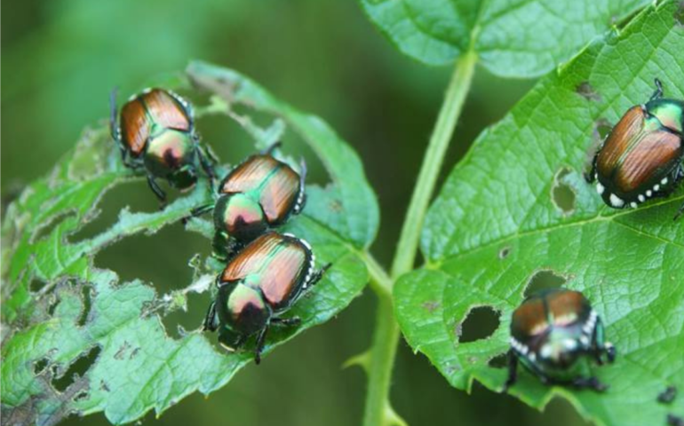 Popillia Japonica: ecco l’insetto che sta distruggendo le viti di Milano e di tutto il nord Italia
