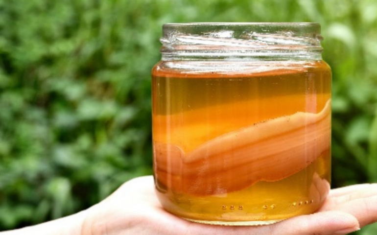 Kombucha: la nuova bevanda da preparare a casa diventa virale-  milano.