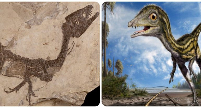 Lo sapevate? Ciro, è il più piccolo dinosauro del mondo e fu ritrovato in Campania negli anni Ottanta