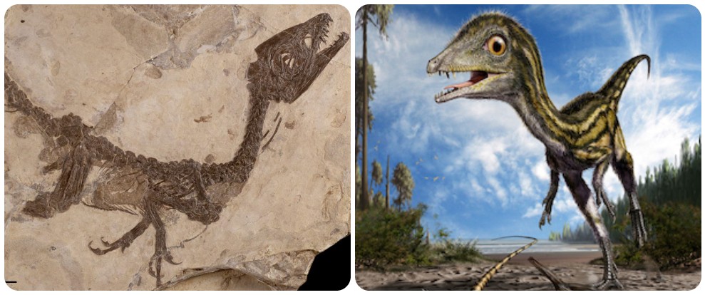 Ciro, il più piccolo dinosauro del mondo, fu ritrovato in Campania negli anni Ottanta