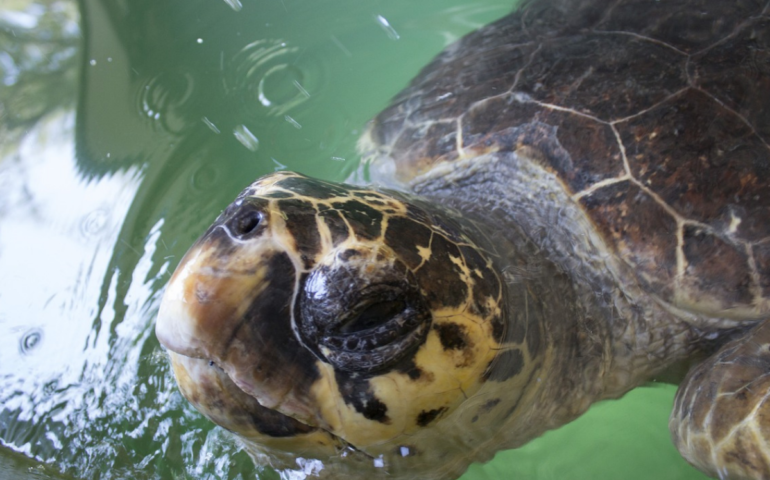 Una caretta caretta depone le uova a Licola dopo 26 anni