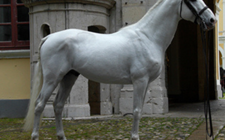 Lo sapevate? I cavalli di Napoli erano i più belli del mondo