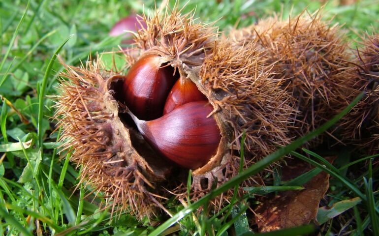 Le sagre e le feste d’autunno più belle di questo weekend. Piccola guida utile per un tour delizioso