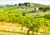 Lo sapevate? L’Italia è il Paese con più vitigni autoctoni. Sono quasi la metà quelli presenti in tutto il mondo
