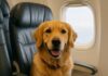 Animali in volo: dal 12 maggio cani e gatti viaggeranno accanto ai loro padroni, seduti in cabina come veri passeggeri