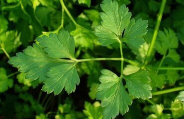 Prezzemolo (Wikipedia)