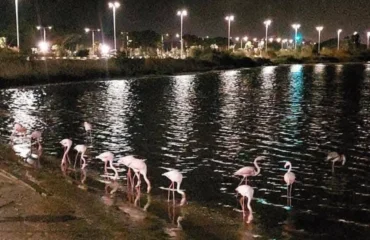 fenicotteri di notte a cagliari
