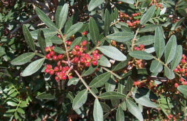 Lentischio (Wikipedia)