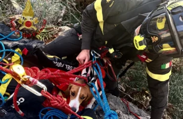 cane salvato a masua