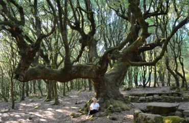 leccio di birdambulis