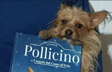 pollicino