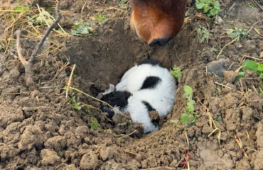 cagnolina morta per i botti a sanluri
