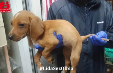 cane con anellino nella coda