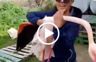 fenicottero salvato a giba