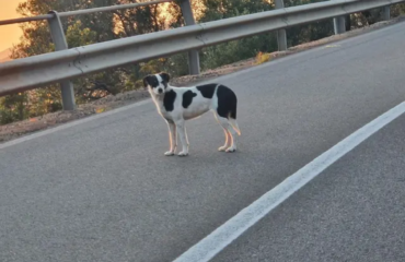 Il cane ritrovato a Teulada