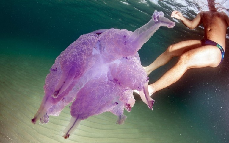 Lotzorai. Timòria pro is medusas gigantes