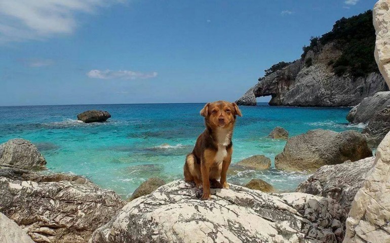 Baunei. Muschitu, su cane de Golortitzè, tenet unu erederi