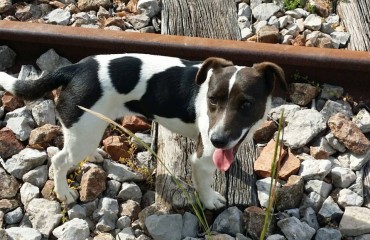 Mizar, il cucciolo avvelenato