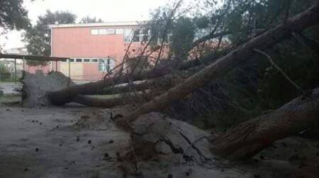 Il maestrale non risparmia Quartu: alberi abbattuti in via Carbia e in via Peretti