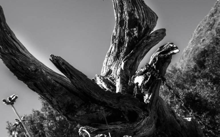 L’aquila non può levarsi al volo da terra; bisogna che saltelli faticosamente su una roccia o su un tronco d’albero; ma di li si lancia alle stelle.