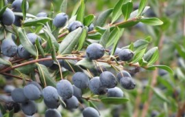 mirto salute e bellezza