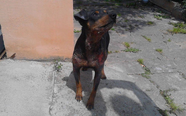 Tortolì. Nuovo caso di maltrattamento di animali: pinscher picchiato e lasciato senza cibo. Nei guai il padrone