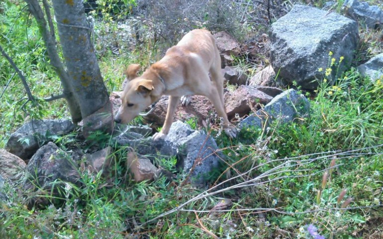 Tortolì. Cane abbandonato legato ad un albero salvato dalle Guardie ecozoofile