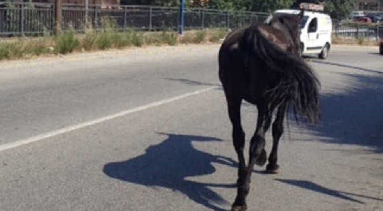 Travolta da un cavallo imbizzarrito: giovane di Lanusei finisce all’ospedale