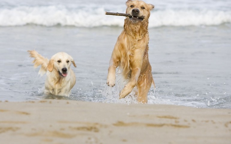 Tortolì, la Dog Beach nella spiaggia Zaccurru