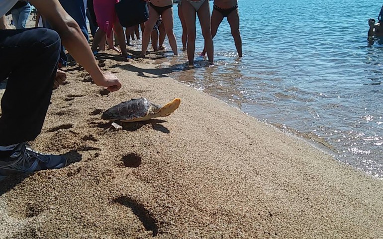 Tortolì, domani saranno liberati nel mare di Basaùra tre esemplari di Caretta Caretta