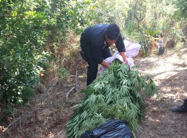 Bari Sardo. Arrestata intera famiglia: coltivavano e vendevano marijuana nell’orto dietro casa
