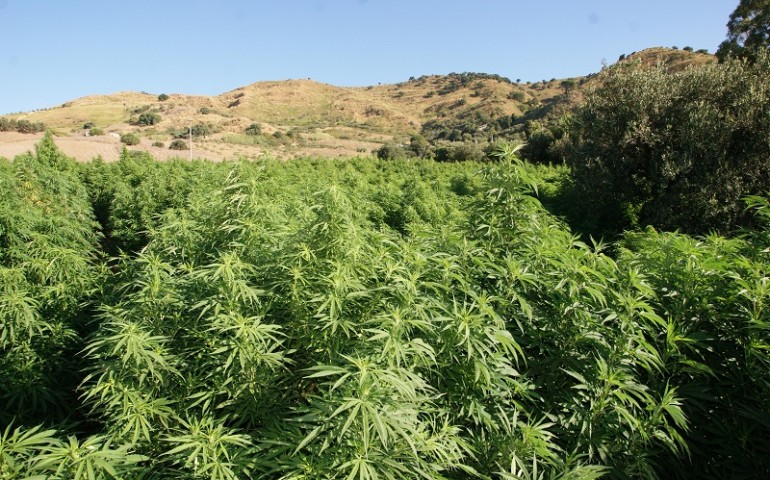 Scoperta piantagione di marijuana a Murtas. Nei guai un 46enne di Villaputzu e un 49enne di Tertenia