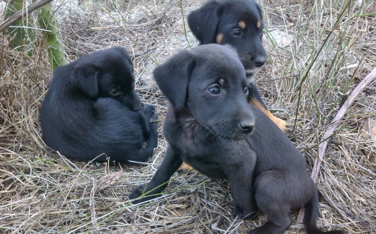 Cuccioli abbandonati a Lotzorai.