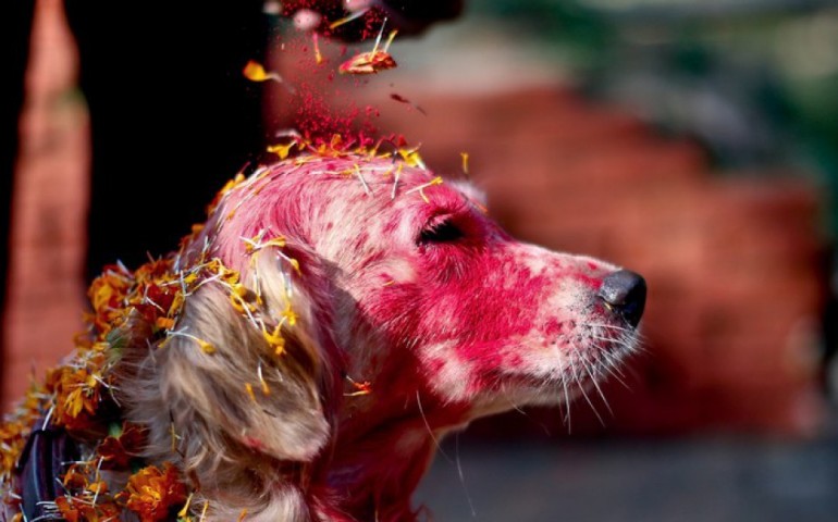Il Nepal rende omaggio ai cani con una festa per ringraziarli per la loro fedeltà