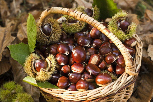 Questo weekend la terza fiera delle castagne e del vino nuovo a Lanusei